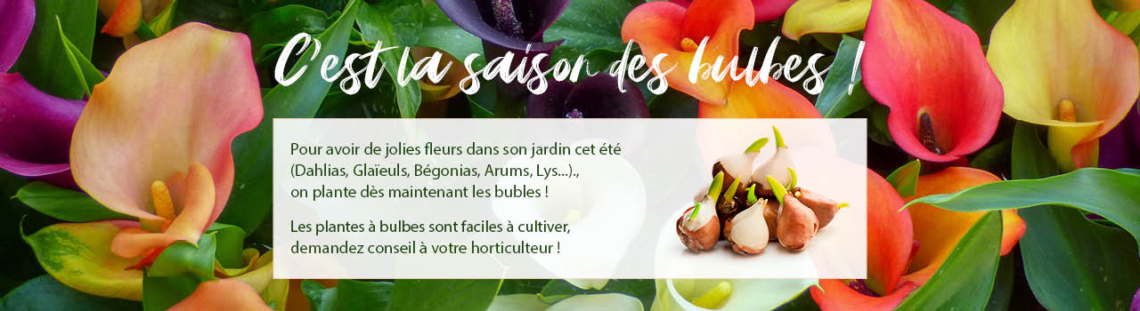 bulbe-alsace